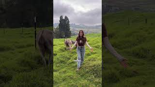 Intenté presentar a Filomena y Josefina y todo salió mal… - Lauvet #burros #rescateanimal