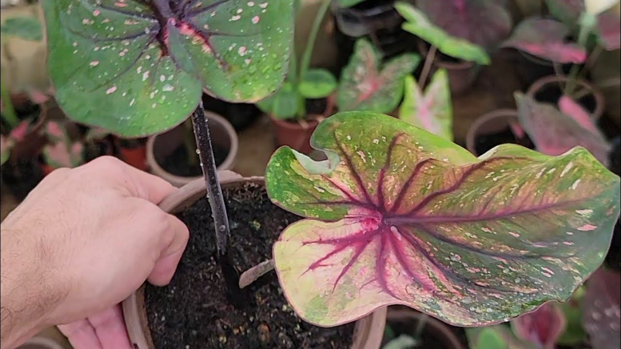 بعض المعلومات بما يخص نبات الكلاديوم