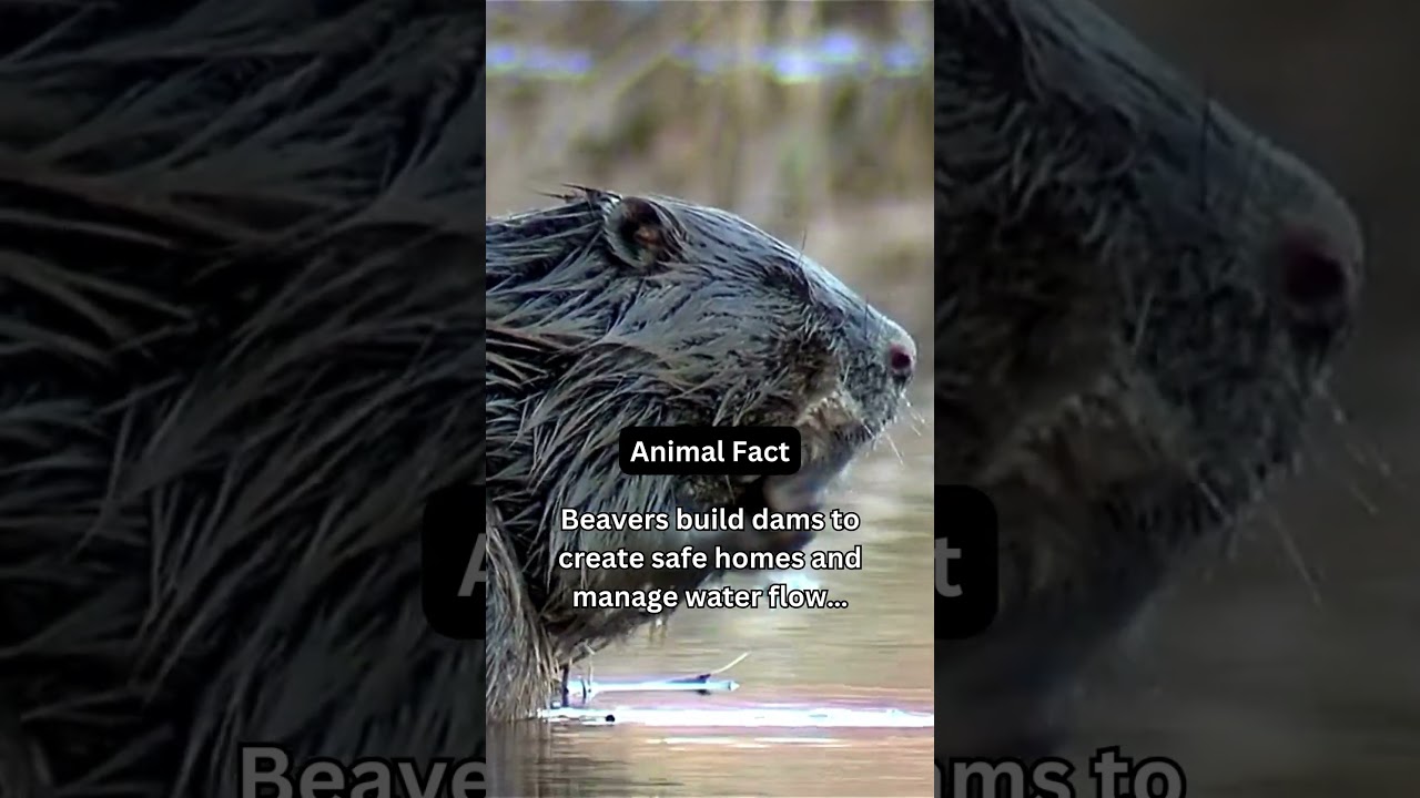 Why Do Beavers Build Dams? The Engineering Marvels of Nature! 🦫🏗️ 