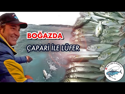 Boğazda Lüfer Çılgınlığı