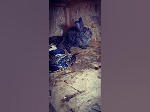 змея и кролик подружились #змея #КРОЛИК #животные - YouTube