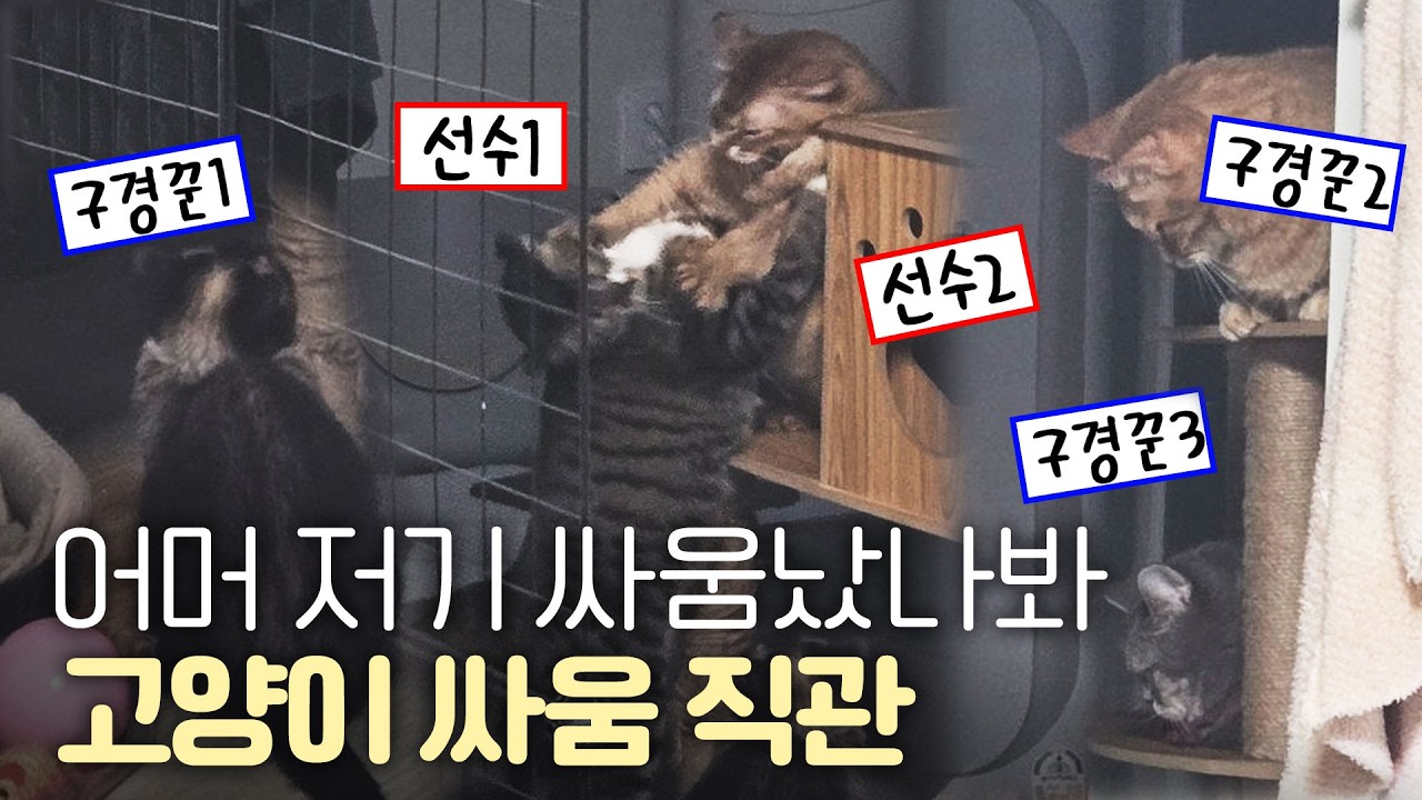 고양이 싸움 구경이 진짜 위험한 이유