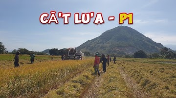 Mùa Gặt Lúa - P1| Đi Bắt Chuột Đồng, Chim, Rắn,... Nướng Ăn Trên Cánh Đồng Cực Ngon