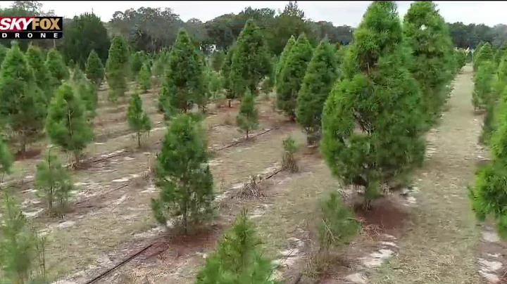 Drone Zone: Ergle Christmas Tree Farm in Dade City
