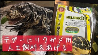 【爬虫類】テグーにリクガメ用人工飼料（マルベリックドライ）をあげる