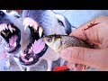 Собаки и БЭШЭНАЯ рыбалка на карася на поплавок / how to fishing ?