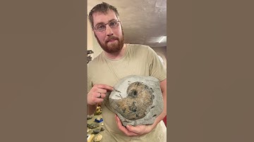 Living Fossil Nautilus! Big beast from the Jurassic!