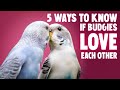 5 Ways Budgies Love Each Other