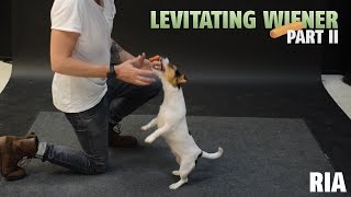 How Dogs React to Levitating Wiener Part 2 by Jose Ahonen 235,775 views 9 years ago 1 minute, 8 seconds