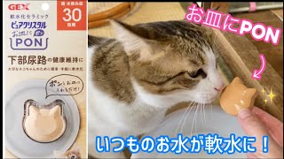 【ピュアクリスタルお皿にPON】手軽に猫に優しい軟水が作れる⁉︎猫リクトにあげてみた【実家編】＊197