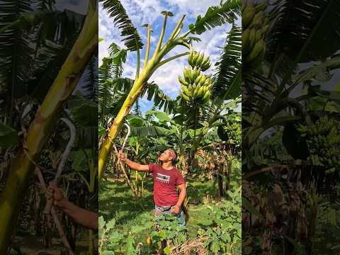 How bananas are