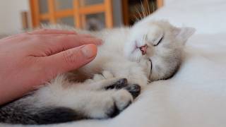 The reaction when I tried petting a kitten that was napping is adorable.