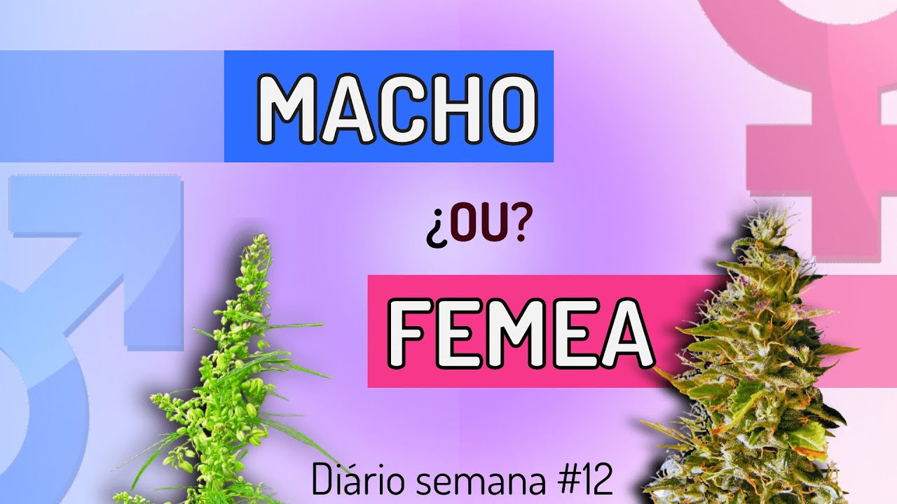Macho F me4 Ou Hermafrodita descubra Aqui O Que A Sua Planta 