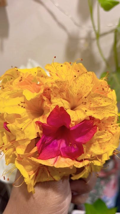 Grow Mirabilis Jalapa From Seeds || चंद्रकांता From Seeds #shorts #4o’clock #shortfeed