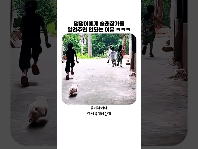 댕댕이에게 술래잡기 알려주면 안되는 이유ㅋㅋㅋㅋ