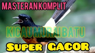 The sound of beautiful Indonesian muraibatu birds
