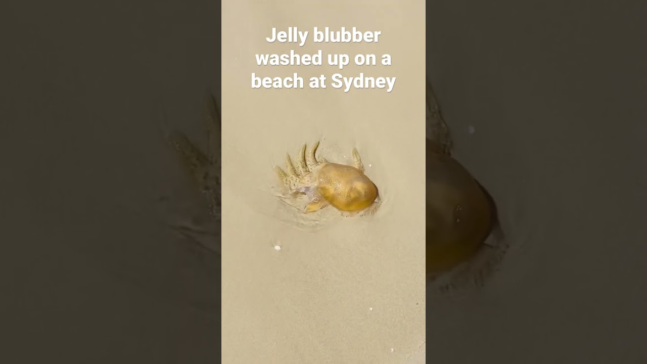 Sydney beach🌊💙