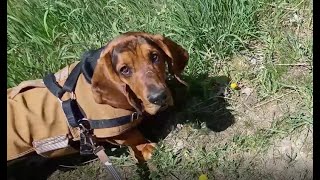 A Big Sniff, Part 2: No Time for Cookies by ClydeBasset 129 views 8 days ago 7 minutes, 53 seconds