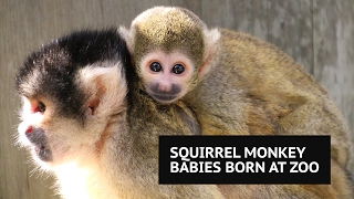 Squirrel monkey babies are adorable latest addition to zoo