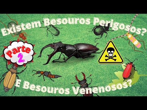 Vídeo: Algum besouro morde?