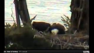 4 27 724 mom in from left; dad up and off left; mom on the eggs