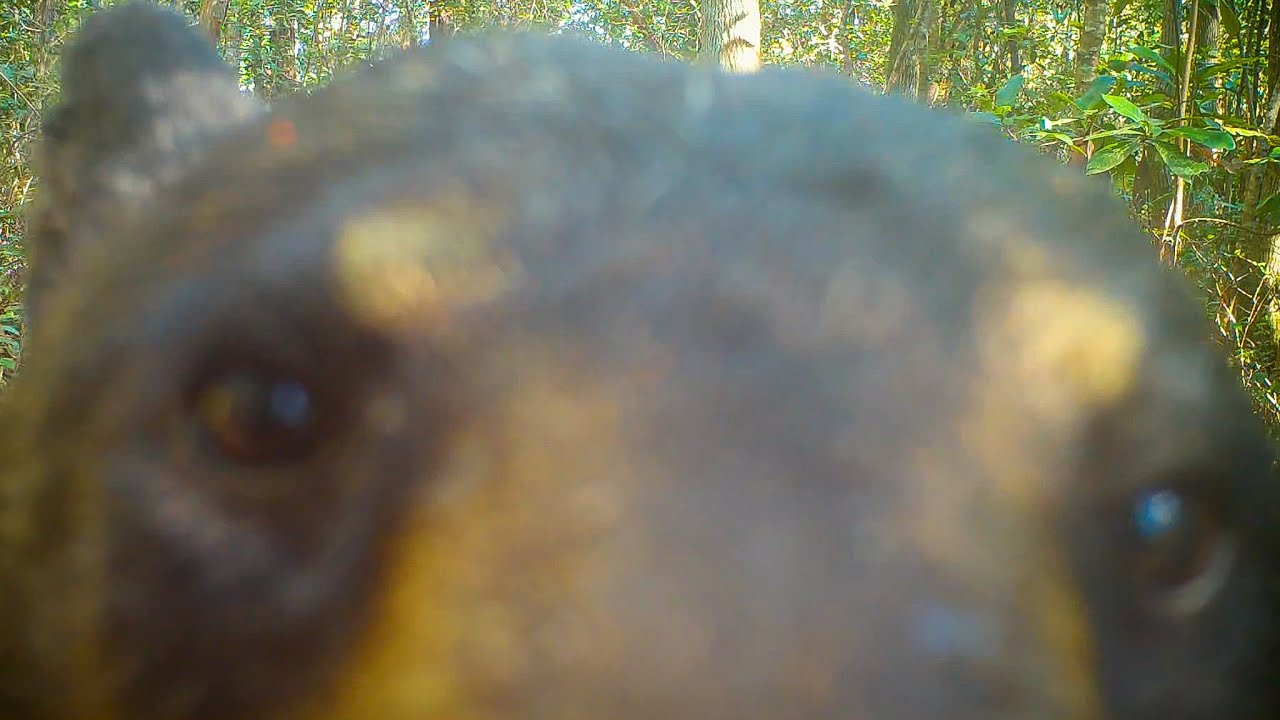 Everything Uses This Trail — Florida Trail Cam