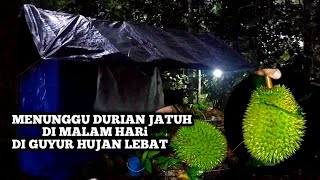 Menunggu Durian Jatuh Di Malam Hari, Bermalam Sendiri Di Hutan, Di Pondok Jaga Durian