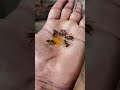 Roja’s honey farm 🐝🍯karaikudi Sivagangai,#shorts #trending #bets #bees #trendingshorts #love