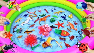 All Types Of Animal Toys Sea Animal Wild Animal Farm Insect Animal Playing Looking Very Beautiful