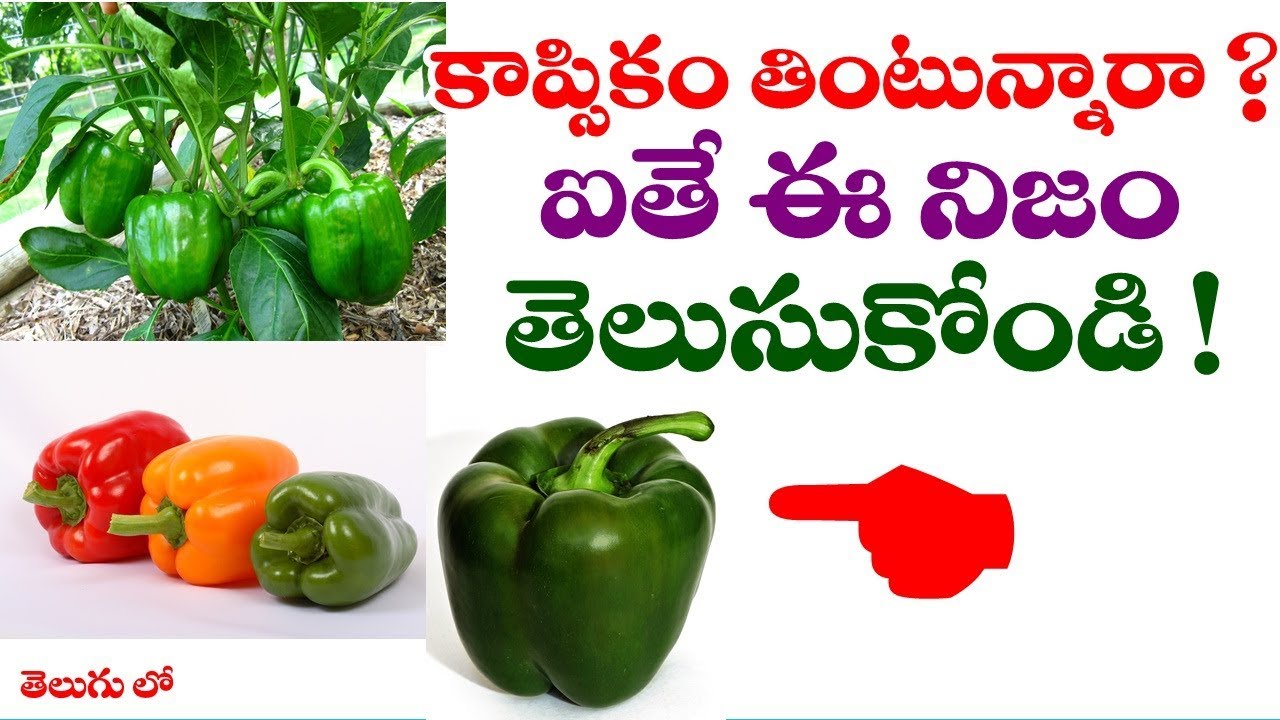 కాప్సికం తింటున్నారా ? Capsicum Best Health Benefits in telugu