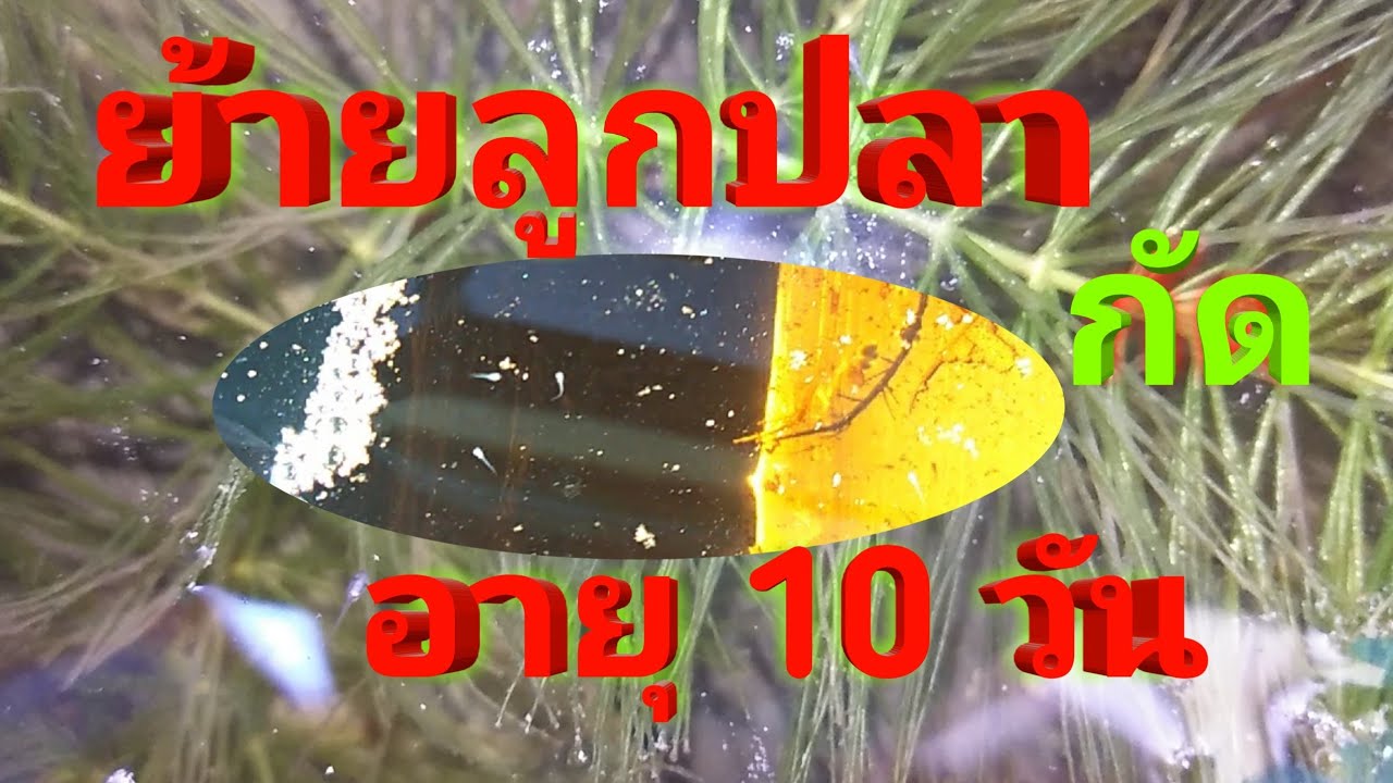 ย้ายลูกปลากัดอายุ10วัน