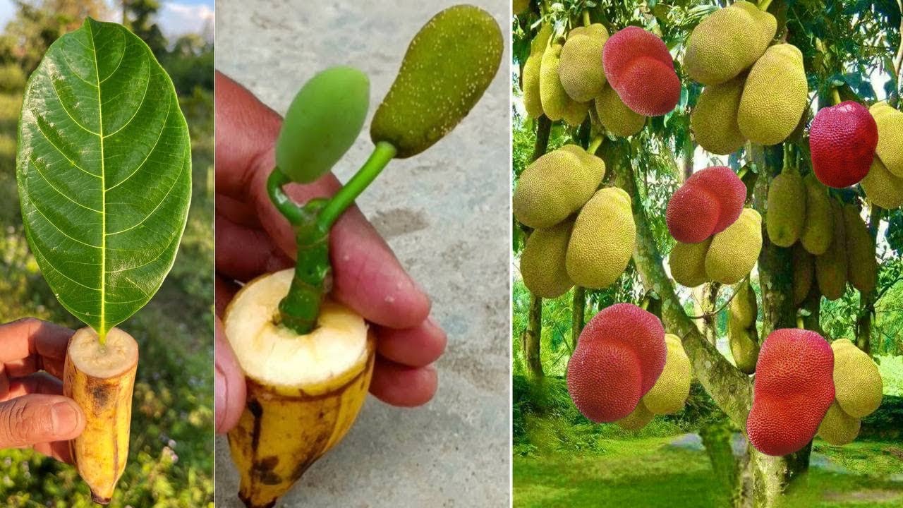 Great idea how to reproduce jackfruit trees in bananas fruit to get