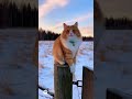 Зимний Котейка  #cat #котики #зима #ИИ #sora #sora2