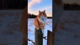 Зимний Котейка  #cat #котики #зима #ИИ #sora #sora2