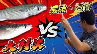 為了斷掉的手竿！再次挑戰豆仔魚與烏魚的聯合攻勢！ 