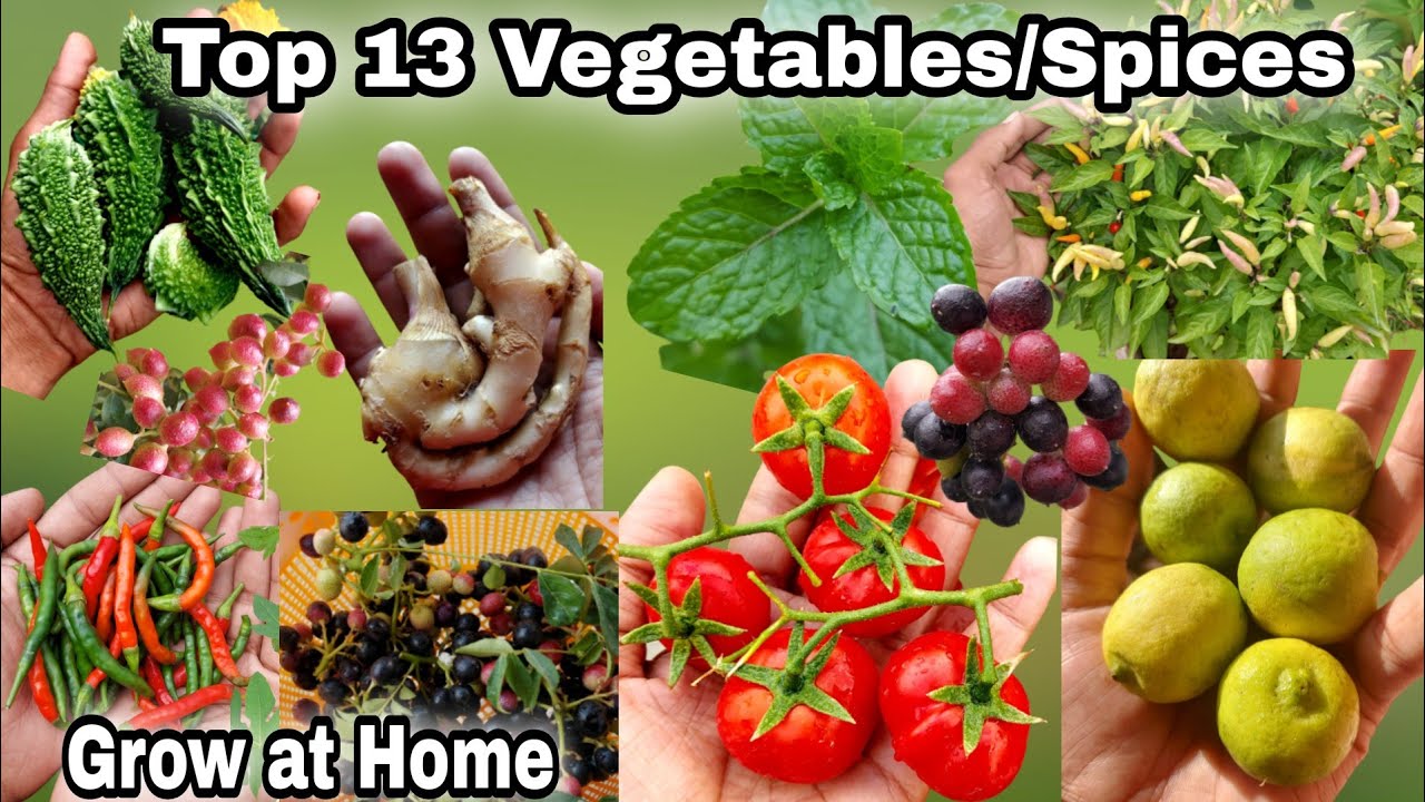 Top 13 Vegetables/Spices you can grow at home, the one page YouTube