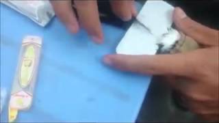 jangan di contoh trik penjual nakal menyambung ekor murai batu