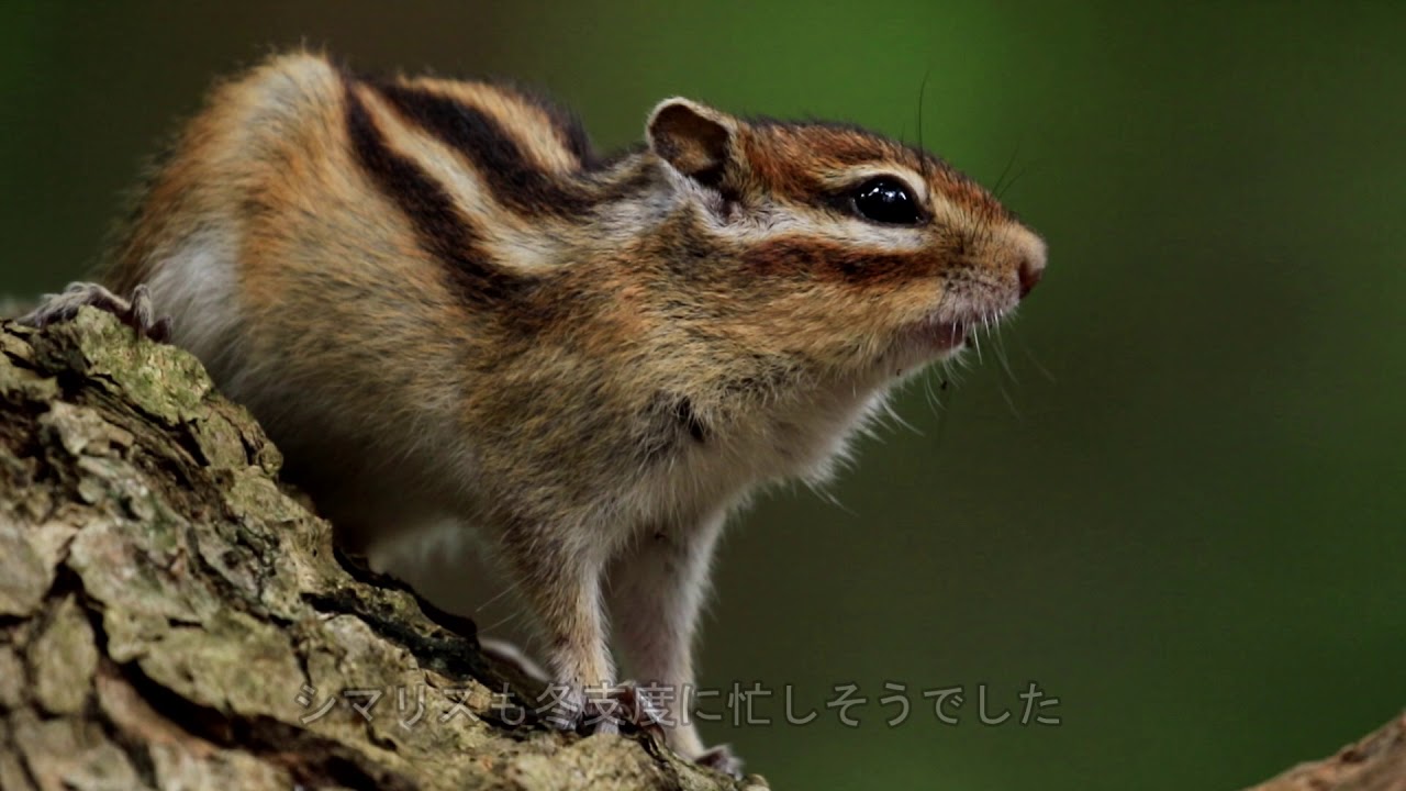 知床 秋の動物あれこれ クマゲラ ヤマゲラ エゾフクロウ エゾライチョウ シマリス Youtube