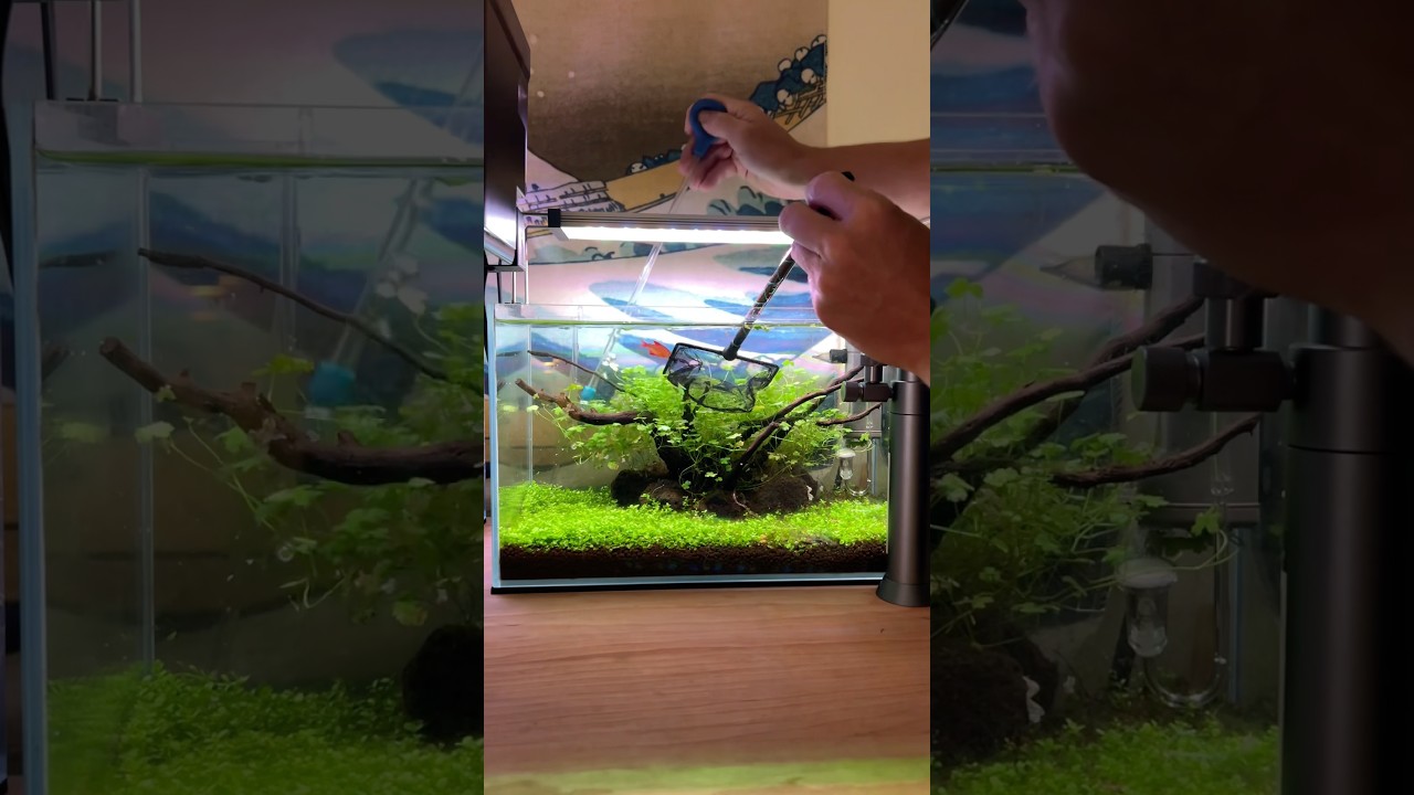 We need to lower the water so the fish don’t test their luck #aquascape #aquarium #fishtank