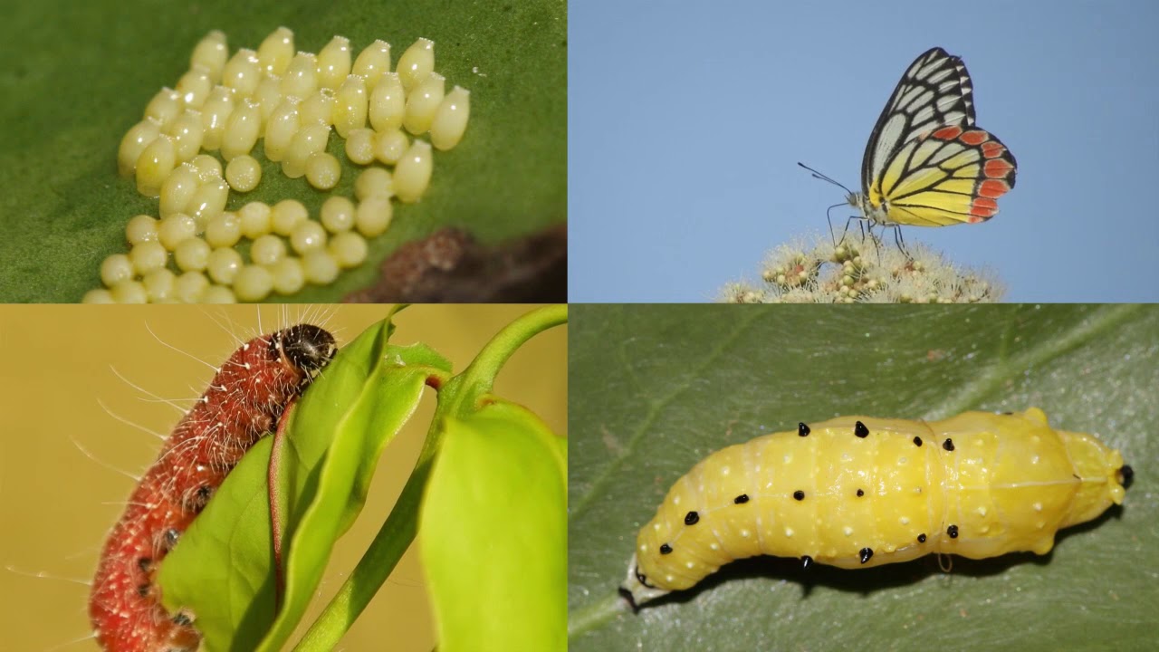 Grow with nature Kids program