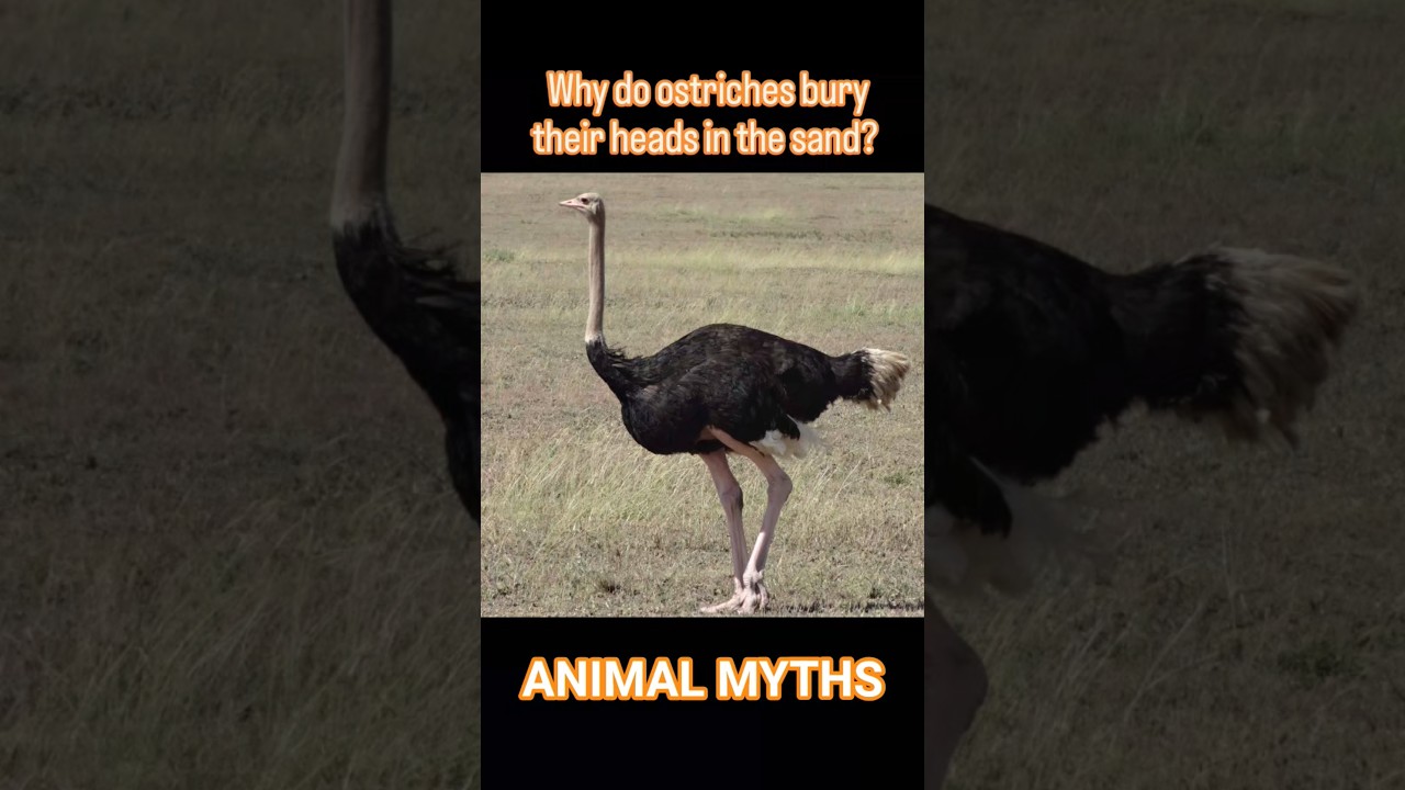 Why do ostriches bury their heads in the sand?