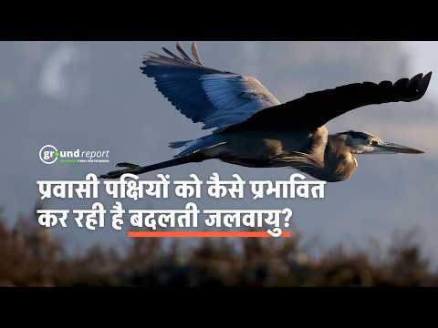 भोज वेटलैंड [Bhoj Wetland]: क्या जारी रहेगा प्रवासी पक्षियों के आने का सिलसिला?