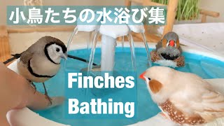 🐥Birds Bathing🛁キンカチョウ・カノコスズメの水浴び集