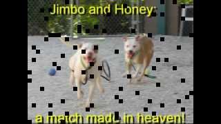 Jimbo Honey 112312 HM