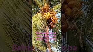 Our service #shortvideo #travel #trending #shorts #viral