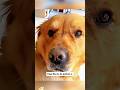 Dog: Please don’t stop🐶🤣 #dog #funny #funnyanimals #dogvideos #pets #funnydogs #animals