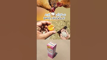 Why do Chickens Eat their own Eggs | How to Stop Hens Eating Eggs | Dr. ARSHAD