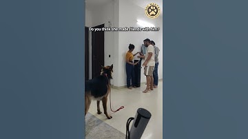 Knocked Down by a German Shepherd! wait for Part 2!  #dogshorts #dogaggression #germanshepherd #pets