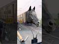 Dangerous black horse, Indian new Balurghat express train #train #shorts ￼