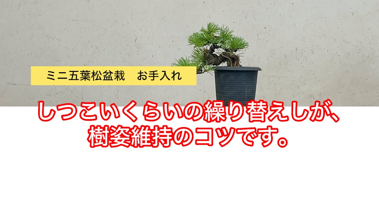 吾妻五葉松　カタ流れ 吾妻五葉松 ミニ盆栽 お手入れ 針金かけ 古葉刈り - YouTube